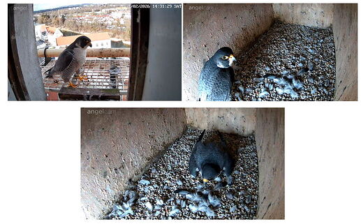 Snap_2026.02.07_14h39m56s_005_