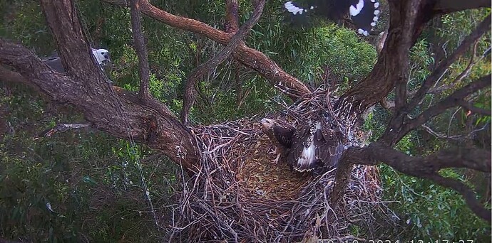 Screenshot 2024-10-19 115341