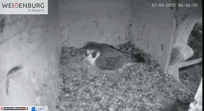 Screenshot_2025-03-12-06-39-29-993_com.google.android.youtube