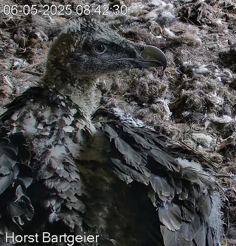 Screenshot_2025-05-06-08-43-44-718_com.android.chrome