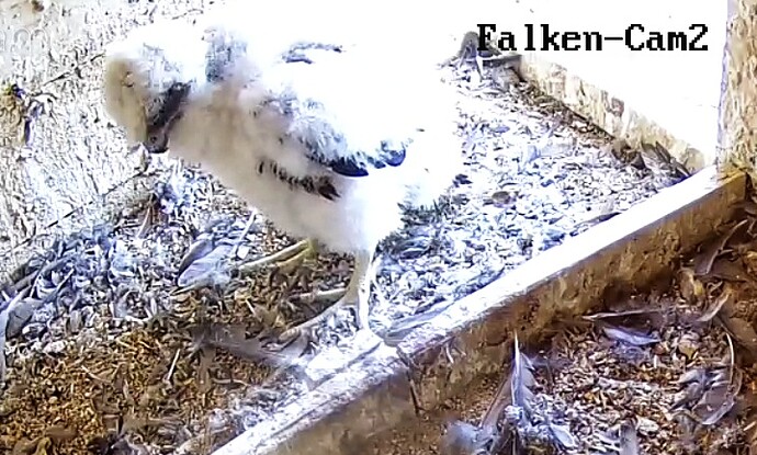 Screenshot_20230517-162023-01