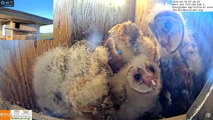 BOFL_230418_owlets