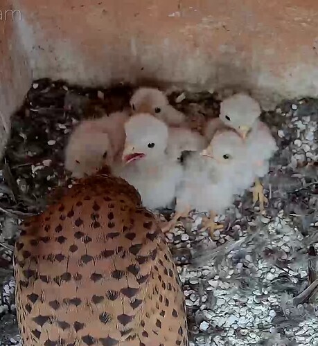 Screenshot_20240525-113211~2