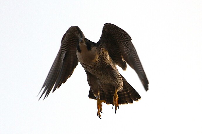 Wanda sucht Falco 1