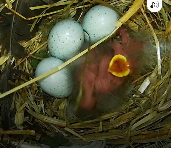 Screenshot_20240525-183406_Chrome