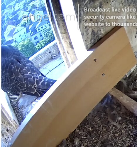 Screenshot_20230611-065738~2