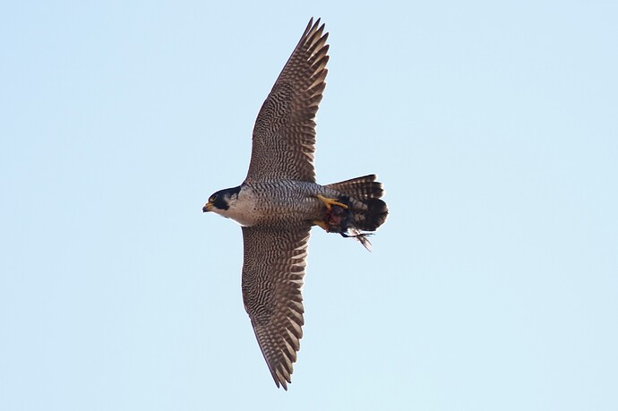 Falco mit Beute 3