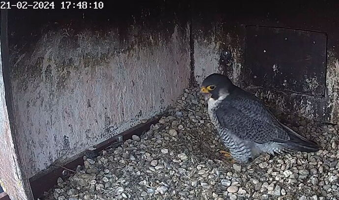 Snap_2024.02.21_17h45m15s_020_