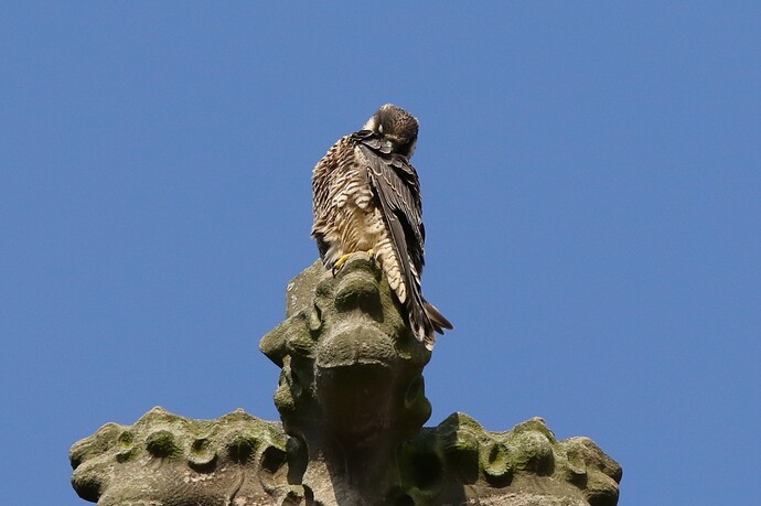 Jungfalke 1