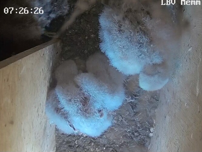 Screenshot_20240806_072756_Chrome