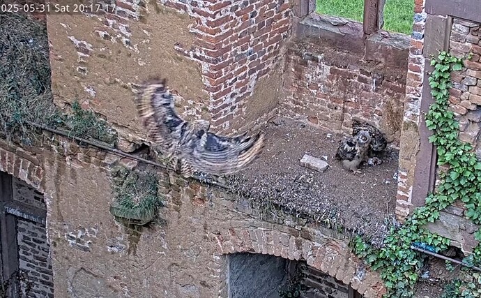 Screen_Recording_20250531_212555_YouTube_1