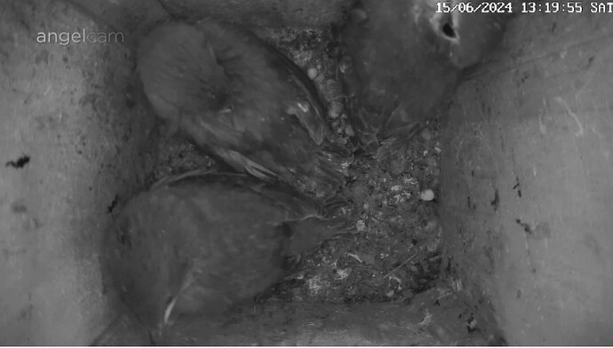 Screenshot_20240615_132418_Chrome