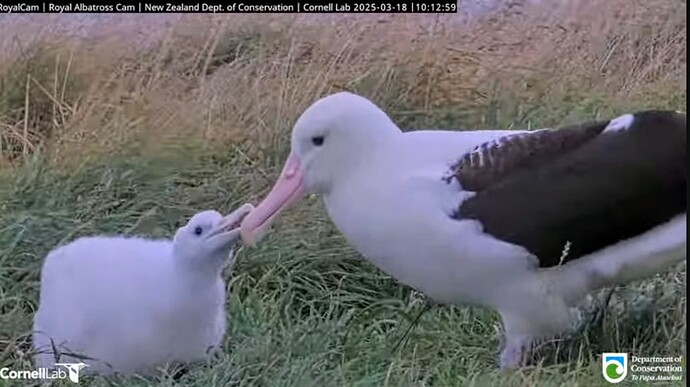 Screenshot_2025-03-17-22-46-17-788_com_1742248835256.google.android.youtube