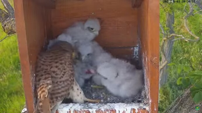 tfhu_230603_6chicks_w_