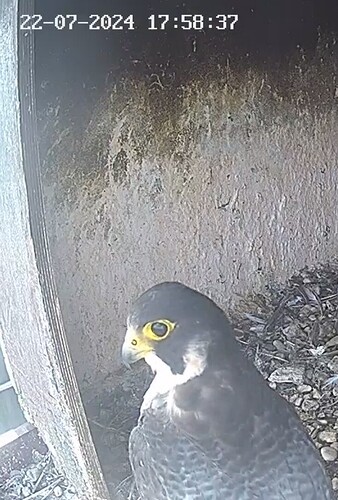 Screenshot_20240722_185504_Chrome