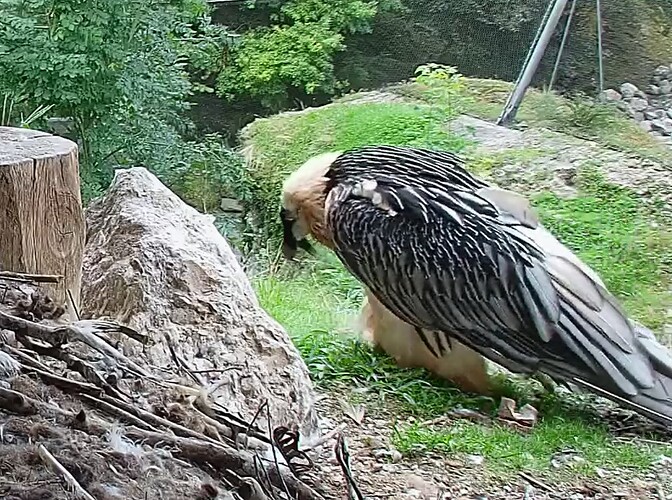 Mascha folgt Hans 05.08.25