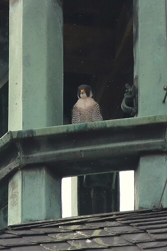 Falco im Flug 1