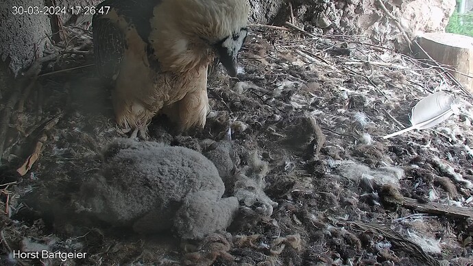 SnapShot-20240330_172656