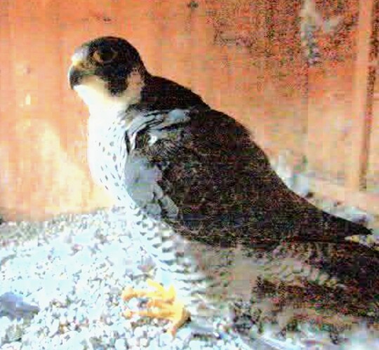 Screenshot_2025-09-29-19-15-45-674_com.android.chrome~2