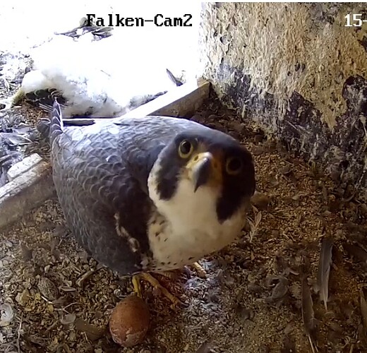 Screenshot_20230515-171721-01