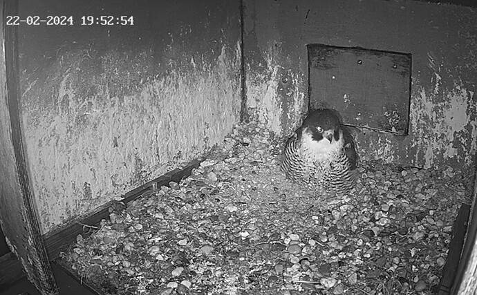 Screenshot_20240222-194947_Chrome