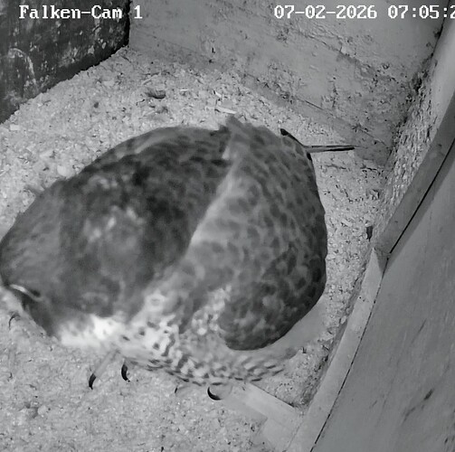 Screenshot_2026-02-07-07-05-43-070_com.android.chrome~2