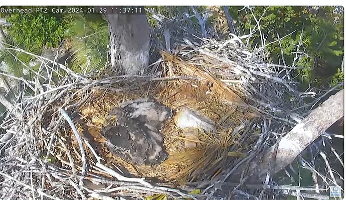 Screenshot 2024-01-29 173746