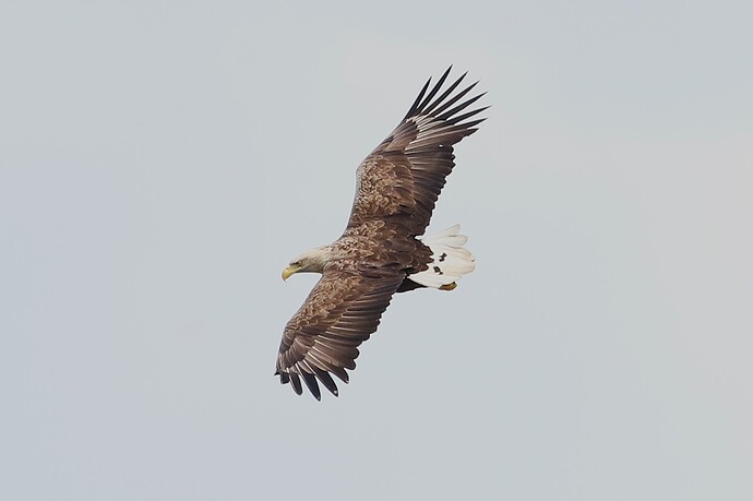 Seeadler 8b