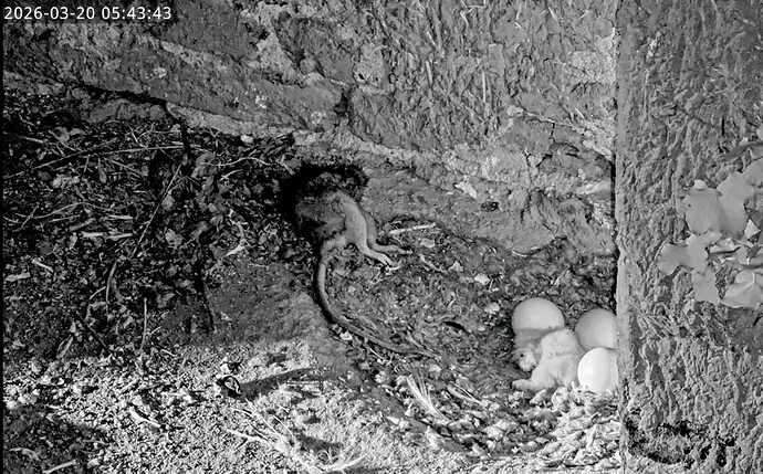 Screenshot_2026-03-20-06-00-10-005_com.google.android.youtube~2