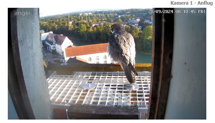 Snap_2024.09.20_08h11m13s_002_