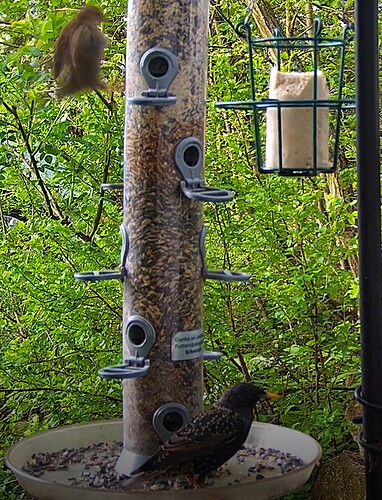 Star und Spatz bei Schorsch 08.04.24