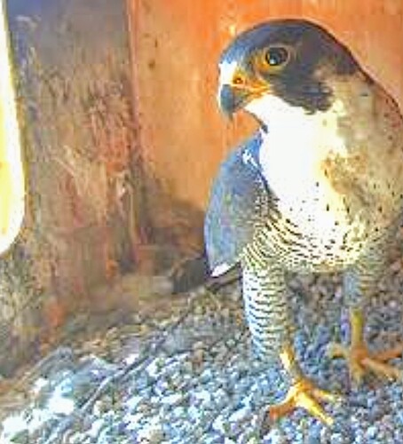 Screenshot_2025-06-24-13-50-47-144_com_1750766129182.android.chrome