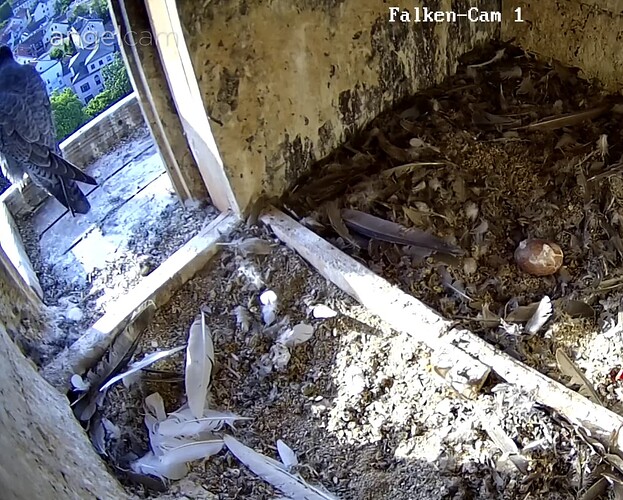 Screenshot_20230605-070248~2