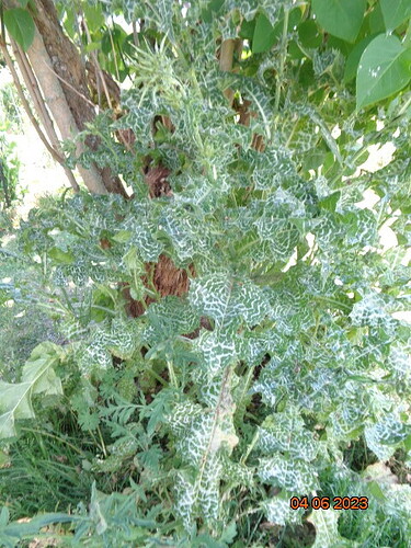 DSC00330