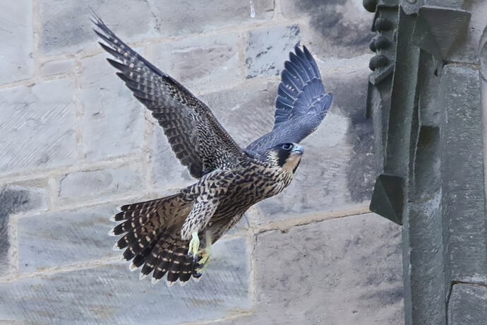 Jungfalke 7a