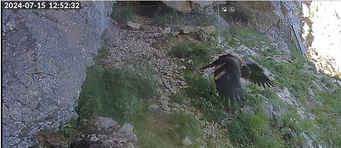 Wiggerl fliegt weg 15.07.24