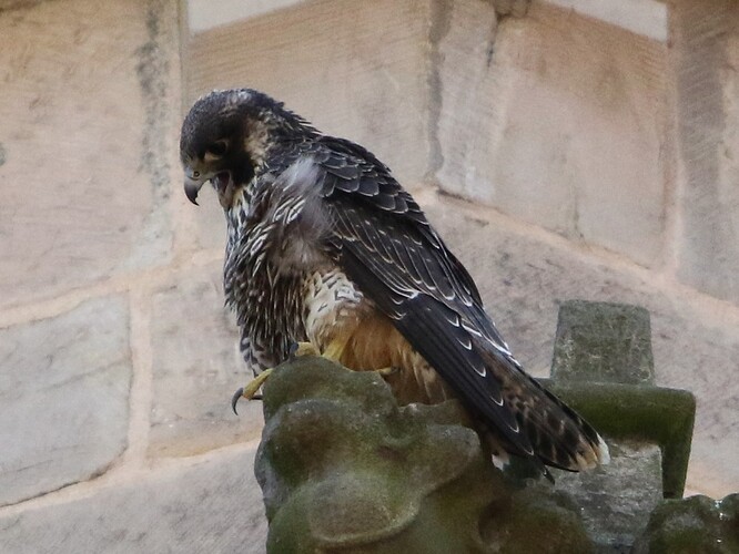 Jungfalke 2