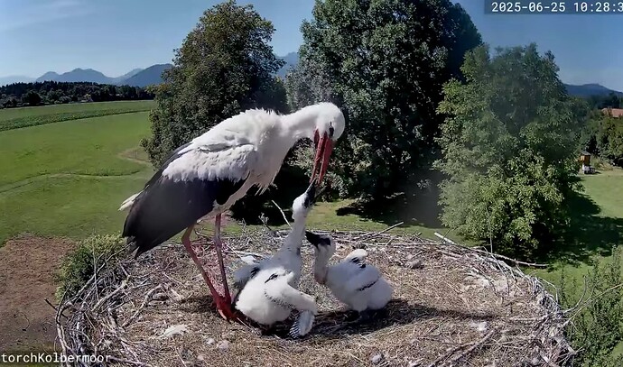 Screenshot_2025-06-25-10-29-27-068_com.google.android.youtube