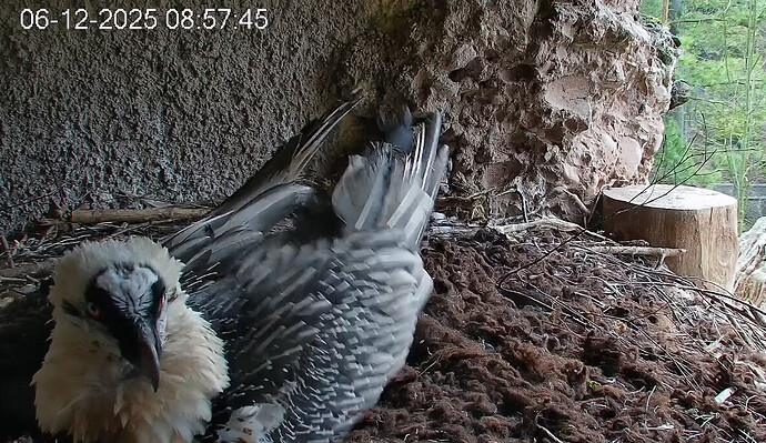 Nestmulde 06.12.2025