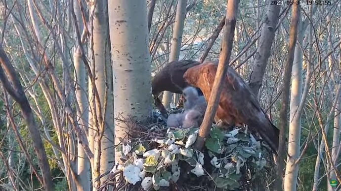 buzz_230531_both_2chicks_prey
