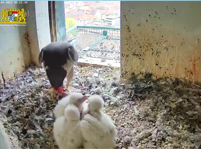 Screenshot_20230417-082130~2