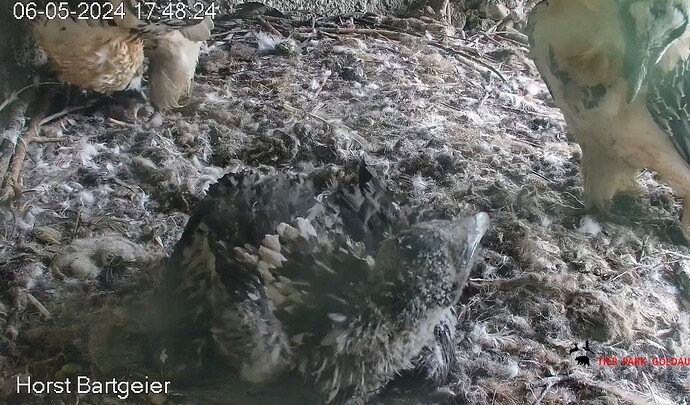 Screenshot_2024-05-06-17-49-34-881_com.android.chrome