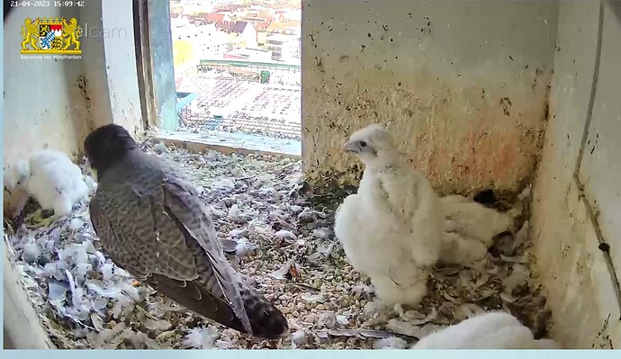 Screenshot_20230421-151005~2