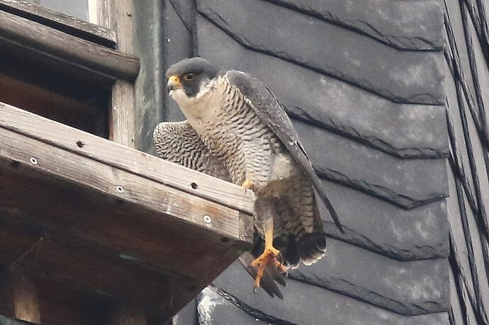 Falco Streching 1