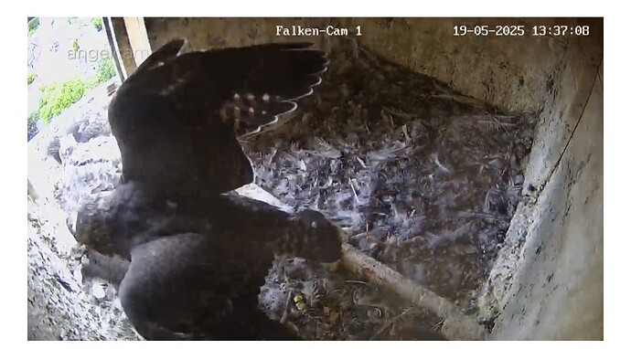 Screenshot_20250519_133725_Samsung Internet