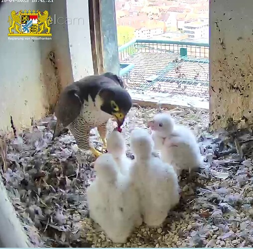 Screenshot_20230416-184243~2