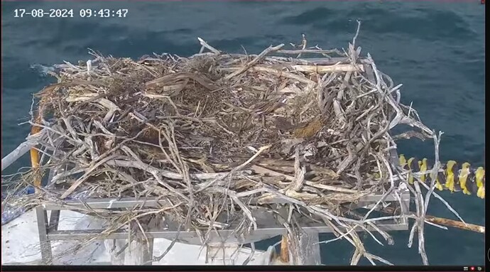 Screenshot_20240817_022826_YouTube