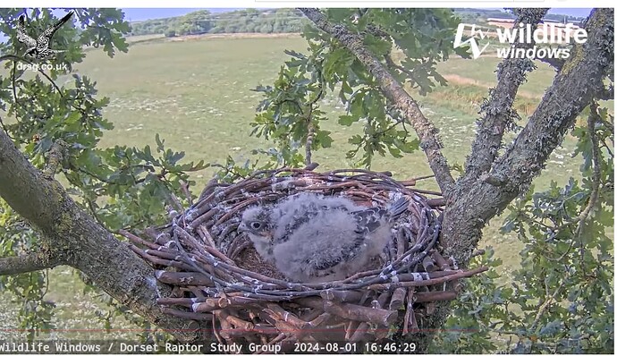 Screenshot 2024-08-01 202131