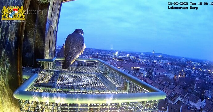 Screenshot_2025-02-25-18-06-33-191_com.android.chrome