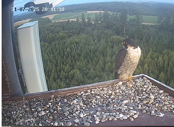 Screenshot_20250731_204114_Chrome